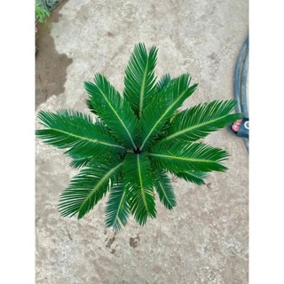 Cây Vạn Tuế Size Nhỡ 28
