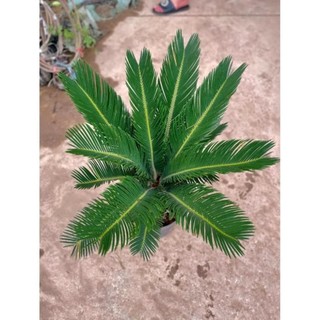 Cây Vạn Tuế Size Nhỡ 28