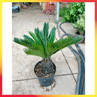 Cây Vạn Tuế Size Nhỡ 28