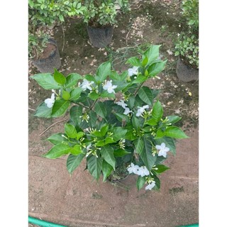 Cây Ngọc Bút Thân Tree 60cm