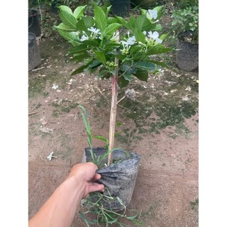 Cây Ngọc Bút Thân Tree 60cm
