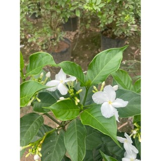 Cây Ngọc Bút Thân Tree 60cm