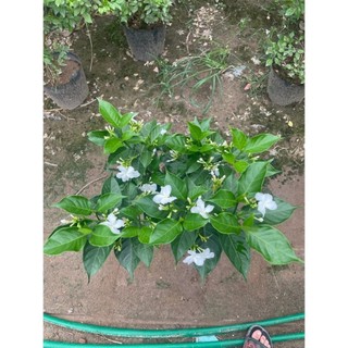 Cây Ngọc Bút Thân Tree 60cm