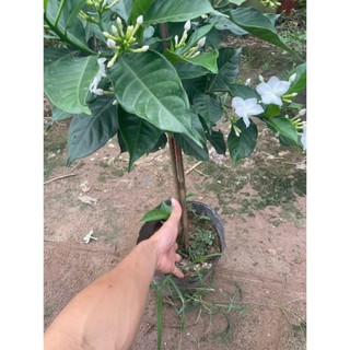 Cây Ngọc Bút Thân Tree 60cm
