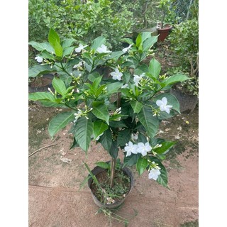 Cây ngọc bút thân tree 60cm