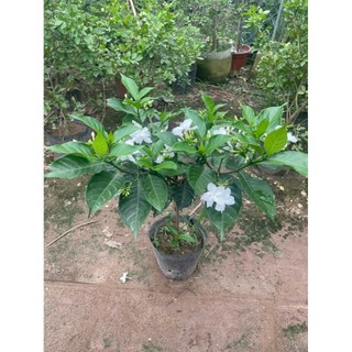 Cây Ngọc Bút Thân Tree 60cm