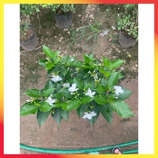 Cây Ngọc Bút Thân Tree 60cm