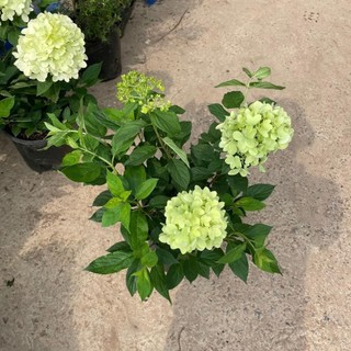 Cây cẩm tú cầu thân gỗ 50cm
