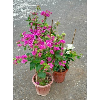 Cây Hoa giấy hai màu 60cm