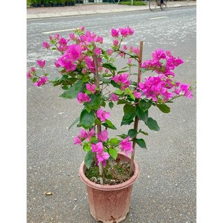Cây Hoa giấy hai màu 60cm