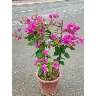 Cây Hoa giấy hai màu 60cm