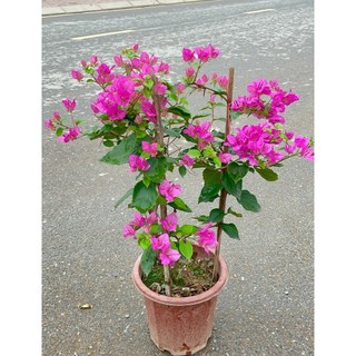 Cây Hoa giấy hai màu 60cm