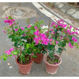 Cây Hoa giấy hai màu 60cm