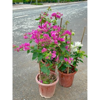 Cây Hoa giấy hai màu 60cm