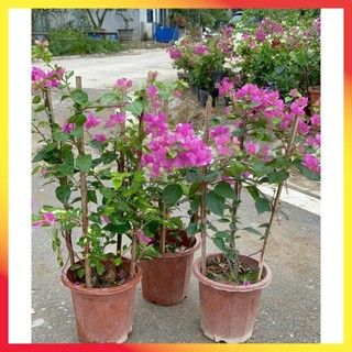 Cây Hoa giấy hai màu 60cm