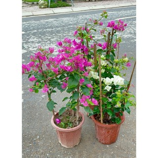Cây Hoa giấy hai màu 60cm