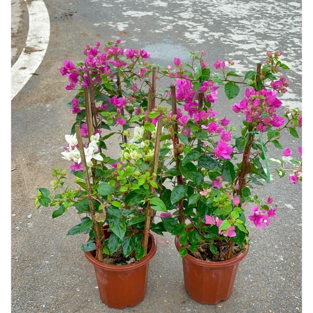 Cây Hoa giấy hai màu 60cm
