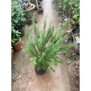 Cây hương thảo bụi to 50cm