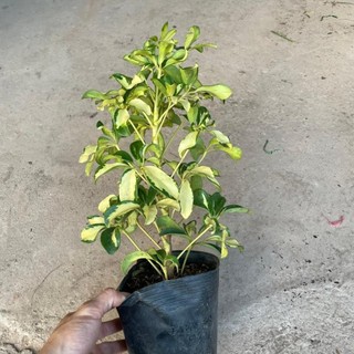 Cây ngũ gia bì cẩm thạch 27