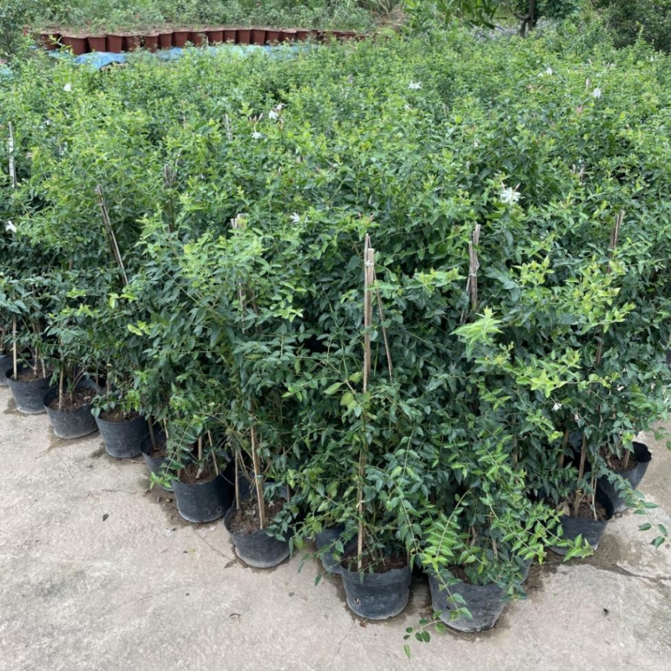 Cây nguyệt quế leo 1M