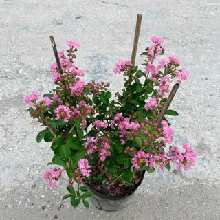 Cây tường vi nhỏ
