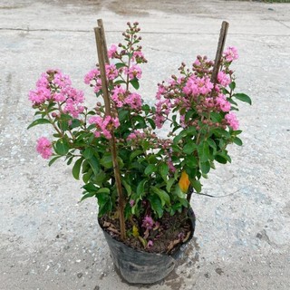 Cây tường vi nhỏ
