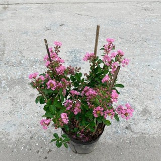 Cây tường vi nhỏ