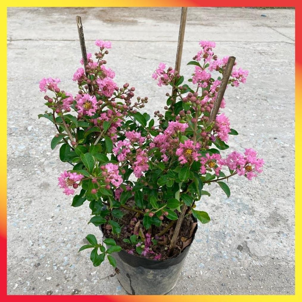 Cây tường vi nhỏ