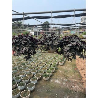 Cây Thài Lài Tía 26