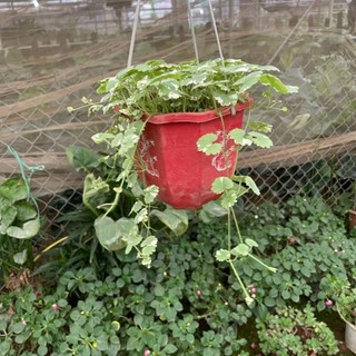 Cây rau má cẩm thạch
