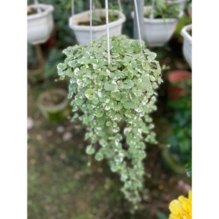 Cây rau má cẩm thạch