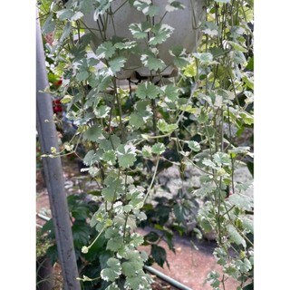 Cây rau má cẩm thạch