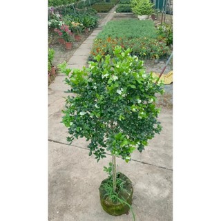 Cây nguyệt quế thân Tree to 26