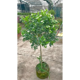 Cây nguyệt quế thân Tree to 26