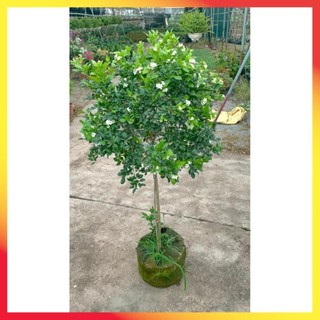 Cây nguyệt quế thân Tree to 26