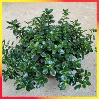 Cây cá vàng bán kính 25cm, cây cảnh phong thủy để bàn