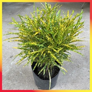 Cây cô tòng đuôi lươn cao 25-30cm, cây cảnh trang trang trí