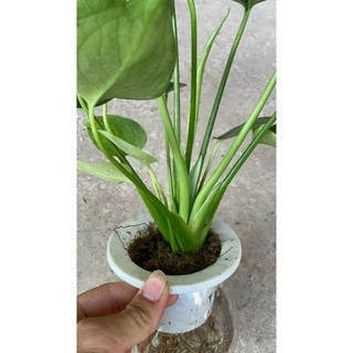 Trầu bà Monstera thủy sinh 24