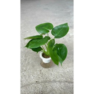 Trầu bà Monstera thủy sinh 24