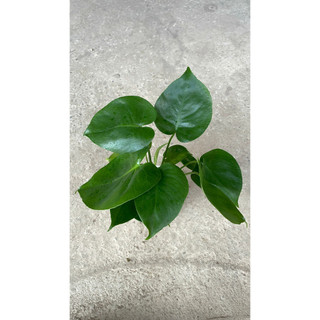 Trầu bà Monstera thủy sinh 24
