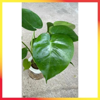 Trầu bà Monstera thủy sinh 24