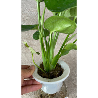 Trầu bà Monstera thủy sinh 24