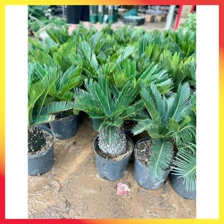Cây vạn tuế size củ to 60-70cm, mang nhiều ý nghĩa phong thủy tốt 24