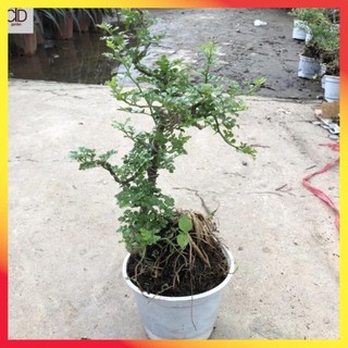 Cây cần thăng cảnh bonsai mini, Cao 25cm tán lá đẹp gốc rễ khỏe mạnh dáng đẹp