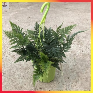 Cây dương xỉ chậu treo, chiều cao 15-20cm đường kính 20cm sức sống khỏe