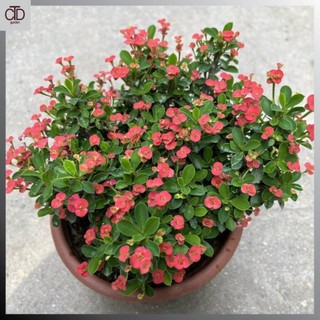 Cây xương rồng bát tiên hoa nhỏ bán kính 20cm, hoa nở quanh năm trang trí sân vườn