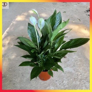 Cây lan ý mini để bàn Cao 30cm