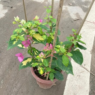 Cây hoa giấy cẩm thạch hoa 2 màu hồng trắng, cây 50-60cm