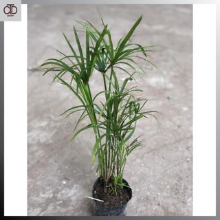 Cây thủy trúc Thái thủy sinh, Cao 30cm