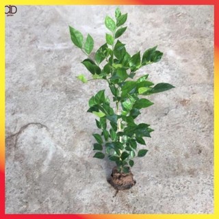 Cây nguyệt quế giống nhỏ , Cao 40cm lá xanh